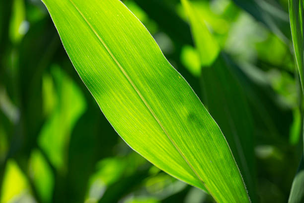 CornGaurdAMS: Corn Disease Classification